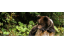 Bear Watching – Venture on bears’ trails 