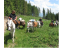 Horse riding to Izvorul Oltului for 2